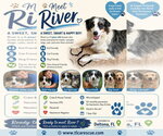 Small Australian Shepherd