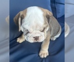Small #17 English Bulldog