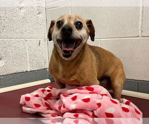 Chihuahua Dogs for adoption in Lawrenceville, NJ, USA
