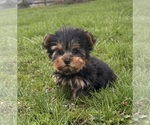 Small #3 Yorkshire Terrier