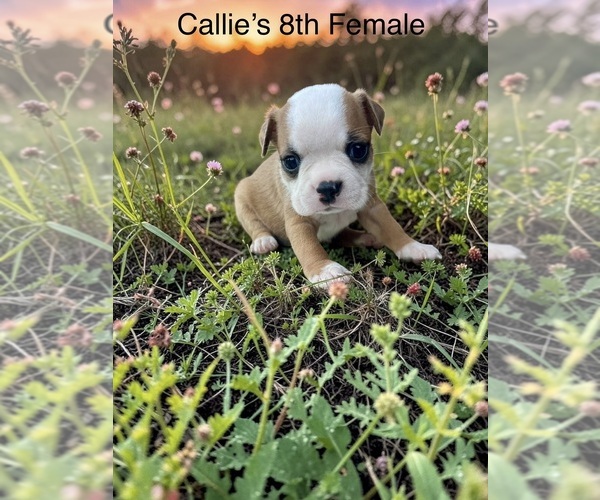 Medium Photo #1 Boston Terrier Puppy For Sale in EWING, KY, USA