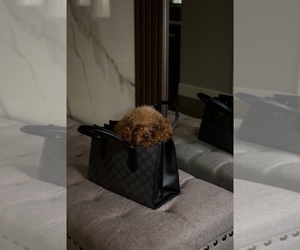 Poodle (Toy) Puppy for sale in PORTLAND, OR, USA