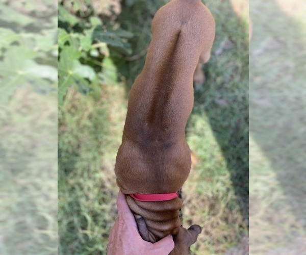 Medium Photo #16 Rhodesian Ridgeback Puppy For Sale in KELLER, TX, USA