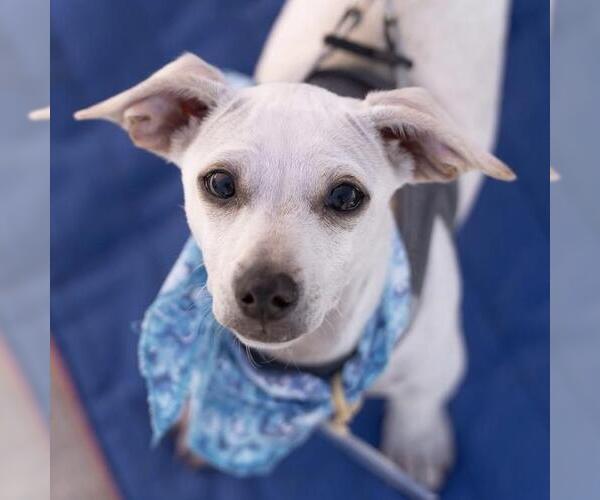 Medium Photo #9 Chihuahua-Unknown Mix Puppy For Sale in San Diego, CA, USA