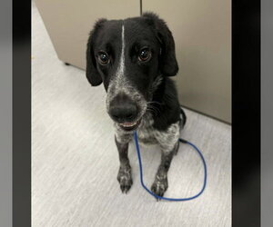 Pointer-Unknown Mix Dogs for adoption in Fort Collins, CO, USA