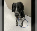 Small Pointer Mix