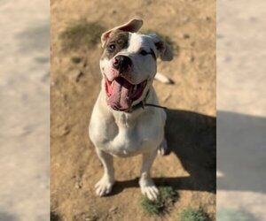 Rex - Male American Pit Bull Terrier-Siberian Husky Mix Dog for Adoption - Photo #12