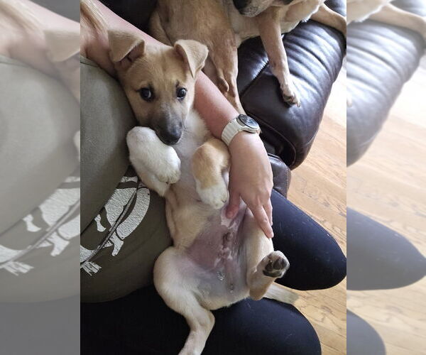 Medium Photo #4 Mutt Puppy For Sale in Springdale, PA, USA