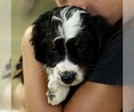 Puppy Brooklyn Bernedoodle (Miniature)