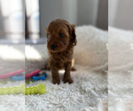 Small #4 Goldendoodle (Miniature)