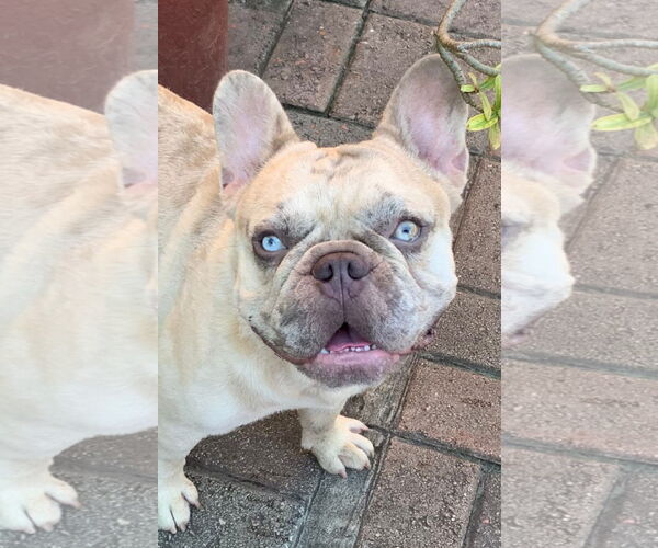 Medium Photo #2 French Bulldog Puppy For Sale in OAKLAND PARK, FL, USA