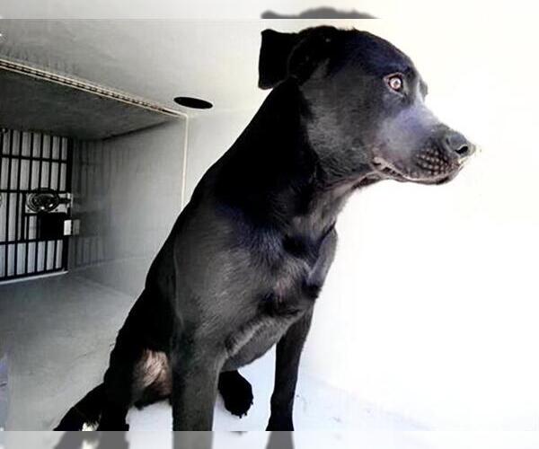 Medium Photo #1 Labrador Retriever-Unknown Mix Puppy For Sale in Houston, TX, USA