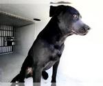 Small Labrador Retriever Mix