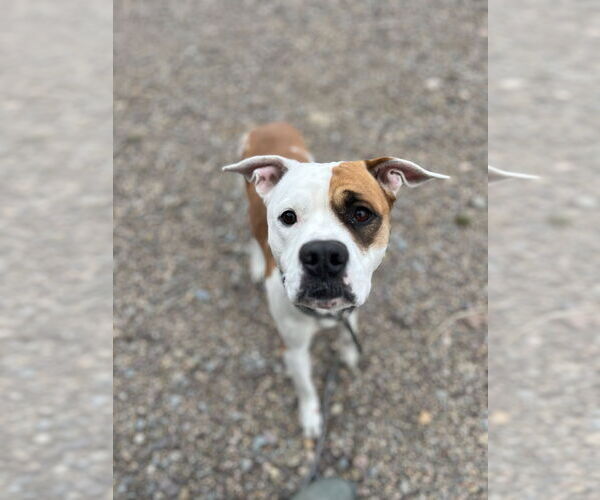 Medium Photo #1 Bullboxer Pit Puppy For Sale in Benton, PA, USA
