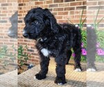 Small #6 Aussiedoodle