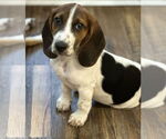 Small #9 Bagle Hound