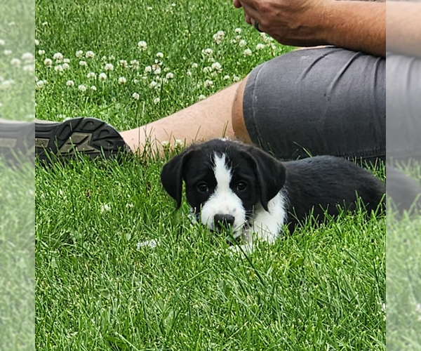 Medium Photo #1 Labrador Retriever-Unknown Mix Puppy For Sale in Fargo, ND, USA