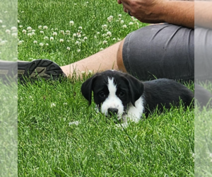Labrador Retriever-Unknown Mix Dogs for adoption in Fargo, ND, USA