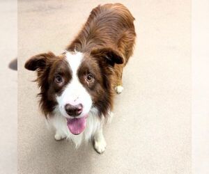 Border Collie Dogs for adoption in Aurora, CO, USA