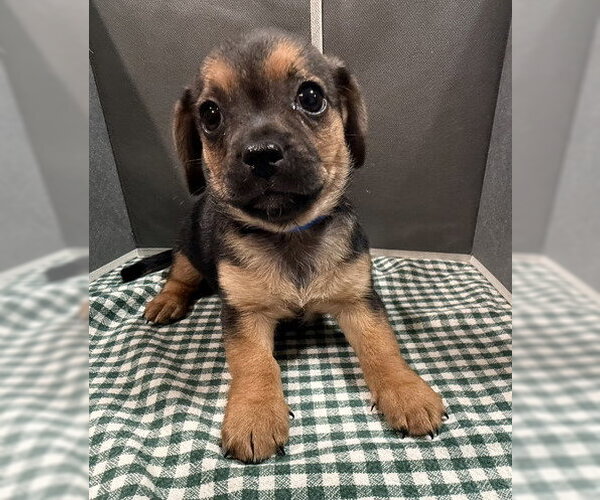 Medium Photo #2 Mutt Puppy For Sale in Pleasanton, CA, USA