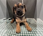 Small #1 Mutt