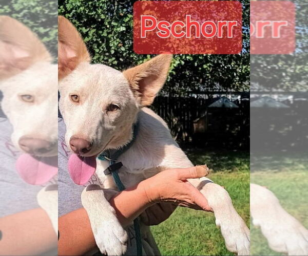 Medium Photo #12 Siberian Husky-Unknown Mix Puppy For Sale in Germantown, OH, USA