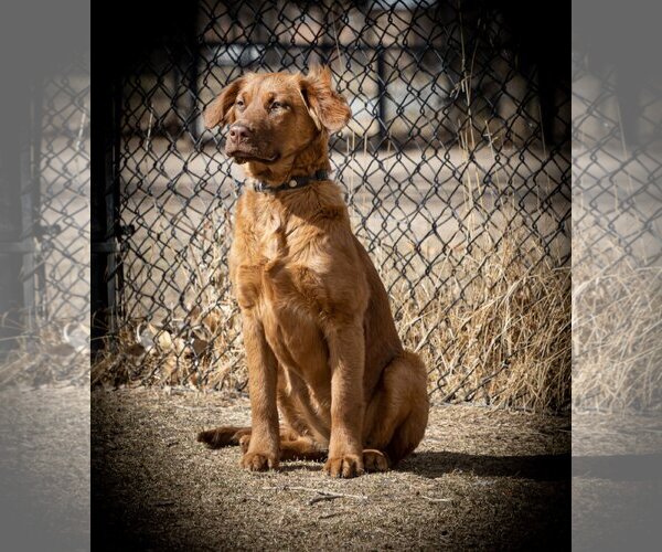 Medium Photo #26 Golden Shepherd Puppy For Sale in Laramie, WY, USA
