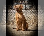 Small #25 Golden Shepherd