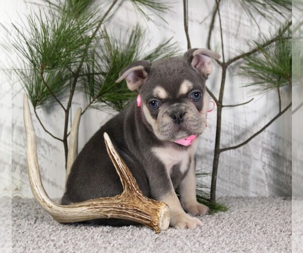 Medium Photo #3 French Bulldog Puppy For Sale in FRESNO, OH, USA