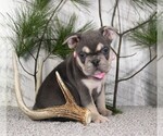 Small #2 French Bulldog