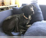 Small #3 Doberman Pinscher-Great Pyrenees Mix
