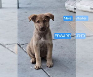 German Shepherd Dog Dogs for adoption in Stockton, CA, USA