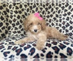 Small #6 Cavapoo