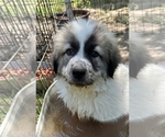Small Photo #6 Anatolian Shepherd-Great Pyrenees Mix Puppy For Sale in OAKDALE, CA, USA