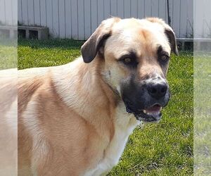 Buck - Male Anatolian Shepherd-Unknown Mix Dog for Adoption - Photo #4