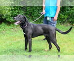 Small #2 Great Dane-Labrador Retriever Mix