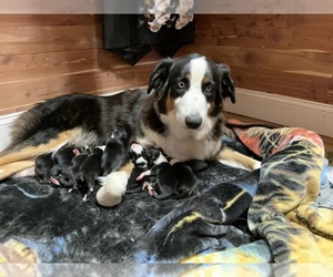 Father of the Australian Shepherd puppies born on 02/13/2021