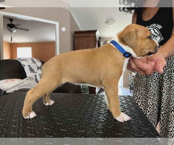 Medium Photo #4 American Staffordshire Terrier Puppy For Sale in BROOKSVILLE, FL, USA