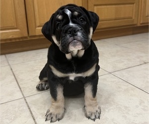English Bulldog Puppy for sale in BRADENTON, FL, USA