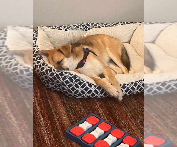 Medium Photo #2 German Shepherd Dog-Unknown Mix Puppy For Sale in Aurora, CO, USA