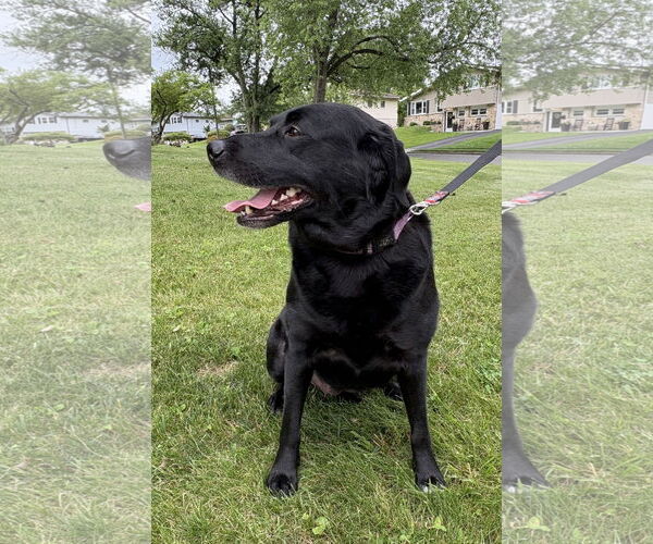 Medium Photo #4 Labrenees Puppy For Sale in Warrington, PA, USA