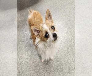 Toxirn Dogs for adoption in Rancho Cucamonga, CA, USA