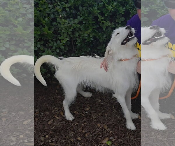 Medium Photo #1 Mutt Puppy For Sale in Thomasville, NC, USA