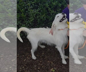 Mutt Dogs for adoption in Thomasville, NC, USA