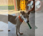 Small #3 Great Dane