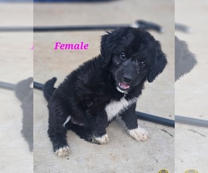 Aussiedoodle Puppy for Sale in TALBOTT, Tennessee USA