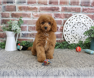 Cavapoo (Miniature) Puppy for Sale in SYRACUSE, Indiana USA