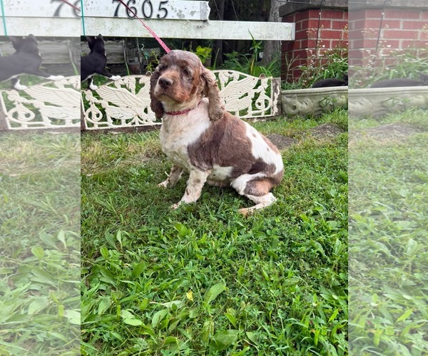 Medium Photo #2 Cocker Spaniel Puppy For Sale in HOPKINSVILLE/PRINCETON, KY, NH, USA