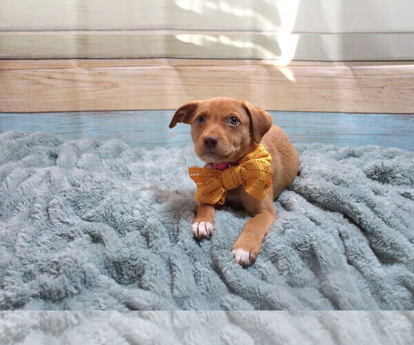 Medium Photo #3 Mountain Cur-Unknown Mix Puppy For Sale in New London, WI, USA