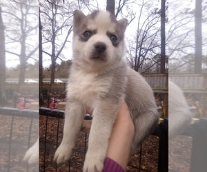 Siberian Husky Puppy for sale in FLORENCE, SC, USA
